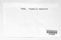 Tremella neglecta image